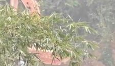 foto aktifitas penambangan emas ilegal di wilayah hukum kota solok